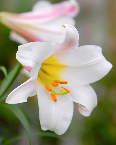 Lilium regale.jpg